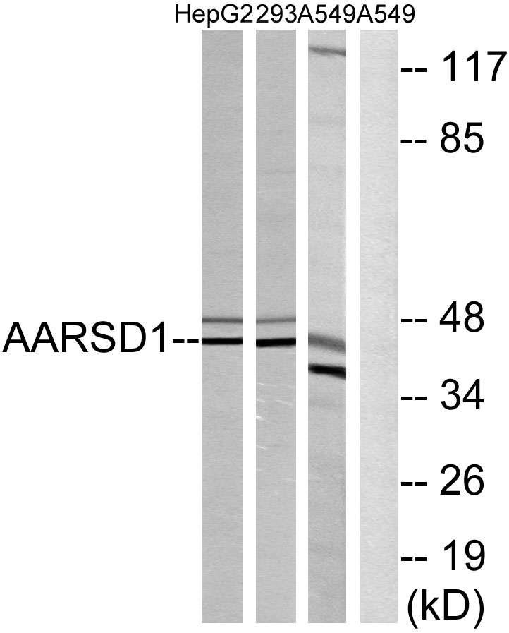 AARSD1 Polyclonal Antibody