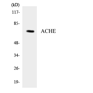 AChE Polyclonal Antibody