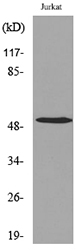 Tubulin α Polyclonal Antibody