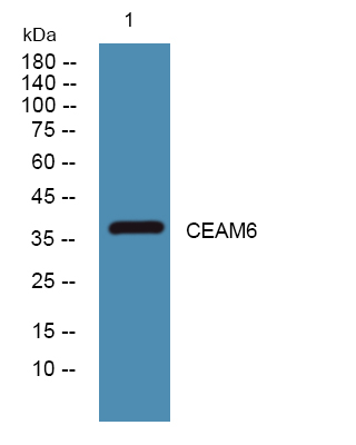 CEAM6 Polyclonal Antibody
