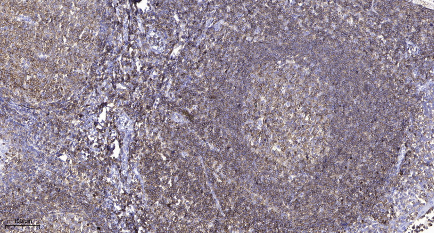 OCT1 Monoclonal Antibody
