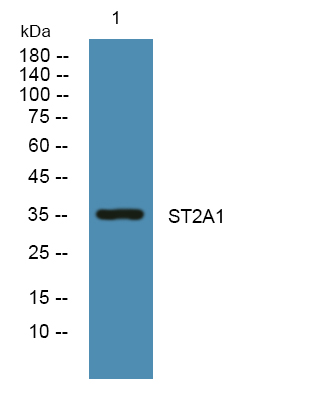 ST2A1 Polyclonal Antibody