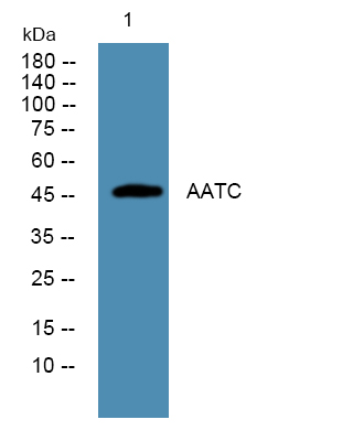 AATC Polyclonal Antibody