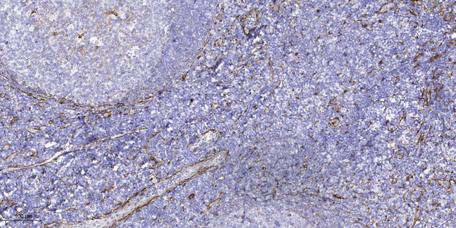 AATC Polyclonal Antibody