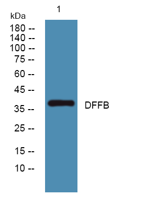 DFFB Polyclonal Antibody