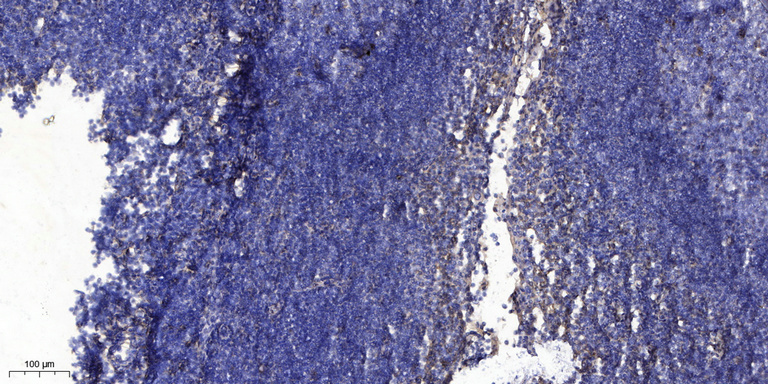 Secretogranin-1 Polyclonal Antibody