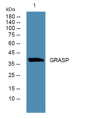 GRASP Polyclonal Antibody