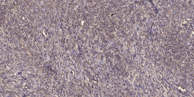 GRASP Polyclonal Antibody