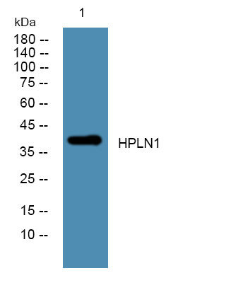 HPLN1 Polyclonal Antibody
