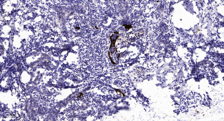 MFRP Polyclonal Antibody