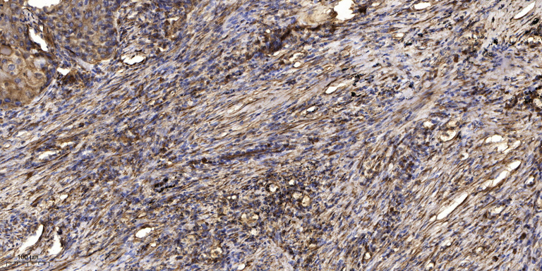 Keratin 77 Polyclonal Antibody