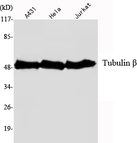 Tubulin β Monoclonal Antibody