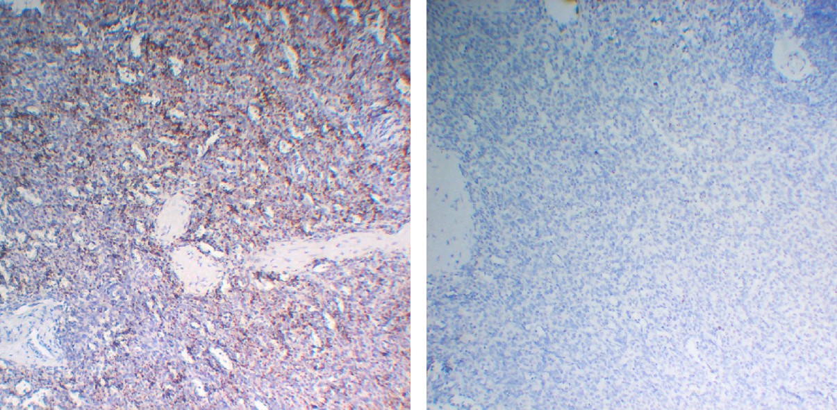 Negative Control for mouse IgG3, kappa Primary Antibody