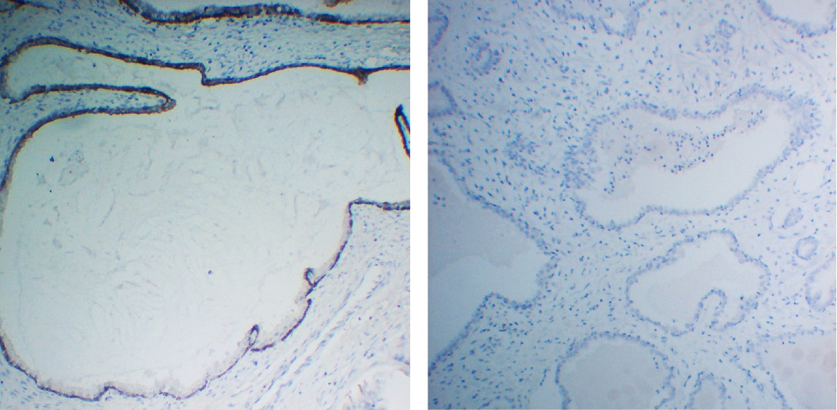 Negative Control for mouse IgG3, kappa Primary Antibody