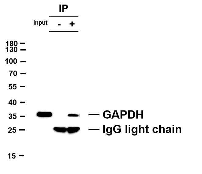 Negative Control for mouse IgG3, kappa Primary Antibody