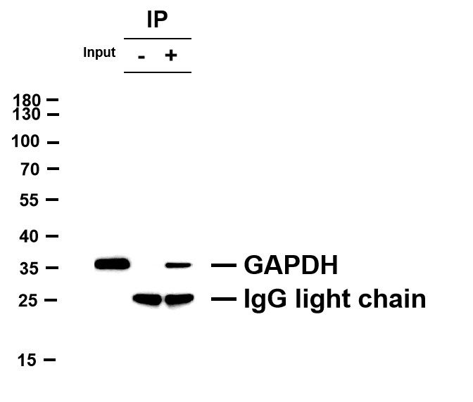 Negative Control for mouse IgG3, kappa Primary Antibody