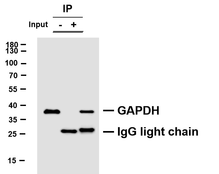 Negative Control for mouse IgG Primary Antibody