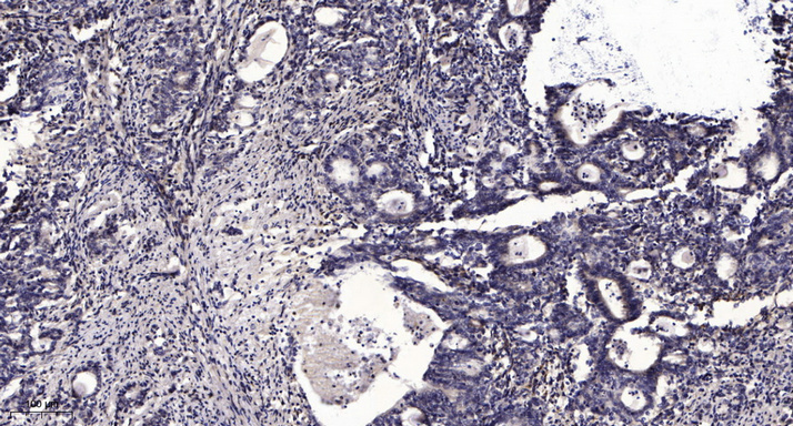 α-tubulin Monoclonal Antibody(8F11), AbFluor 350 Conjugated