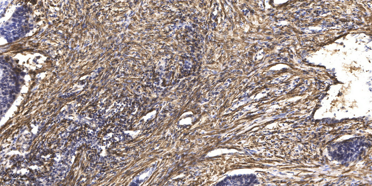 α-tubulin Monoclonal Antibody(8F11), AbFluor 488 Conjugated