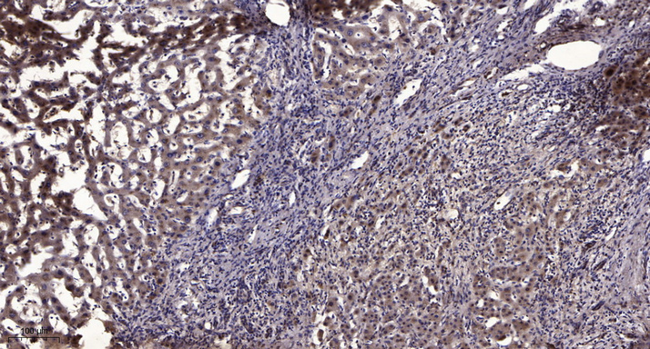 α-tubulin Monoclonal Antibody(8F11), AbFluor 555 Conjugated