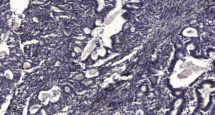 α-tubulin Monoclonal Antibody(8F11), AbFluor 594 Conjugated
