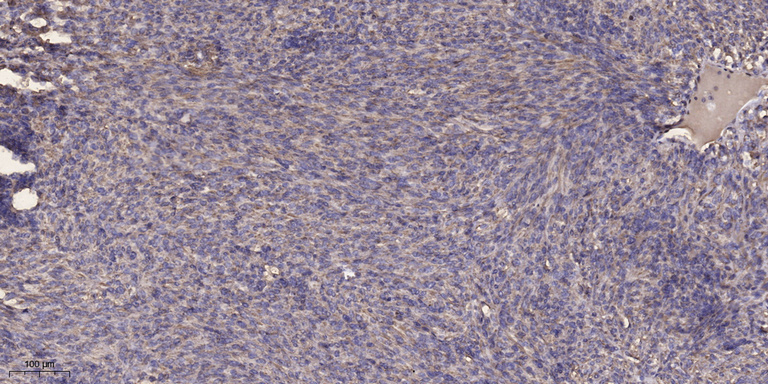 α-tubulin Monoclonal Antibody(8F11), AbFluor 647 Conjugated