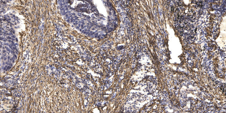 α-tubulin Monoclonal Antibody(8F11), AbFluor 680 Conjugated