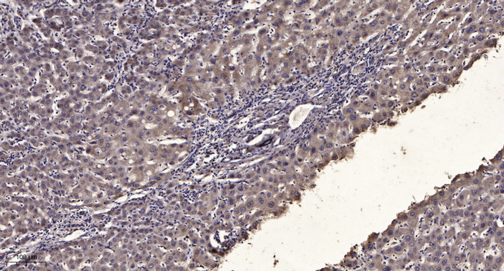 α-tubulin Monoclonal Antibody(8F11), HRP Conjugated