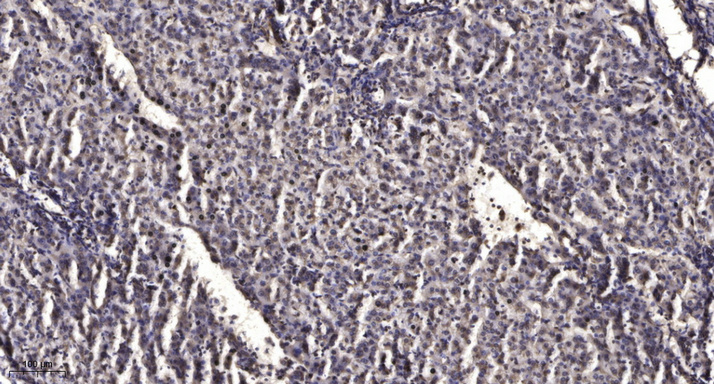 β-Tubulin Monoclonal Antibody(5G3), AbFluor 350 Conjugated