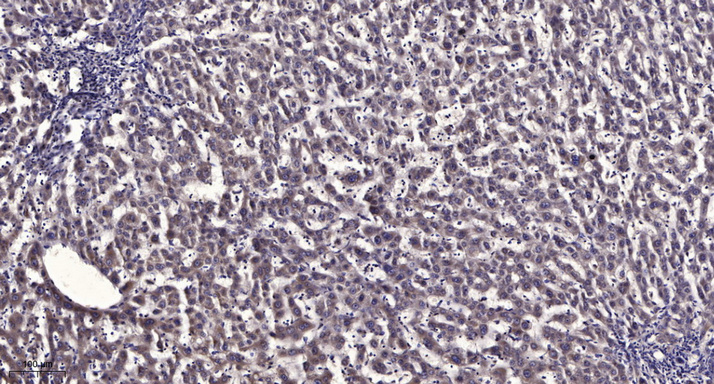 β-Tubulin Monoclonal Antibody(5G3), AbFluor 488 Conjugated