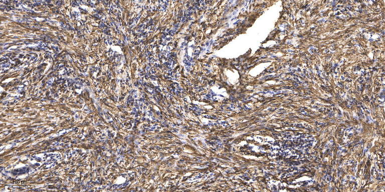 β-Tubulin Monoclonal Antibody(5G3), AbFluor 680 Conjugated