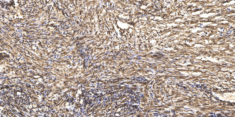 β-Tubulin Monoclonal Antibody(5G3), Cy5 Conjugated