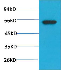 Phospho Akt (S473) mouse Monoclonal Antibody(7F9)