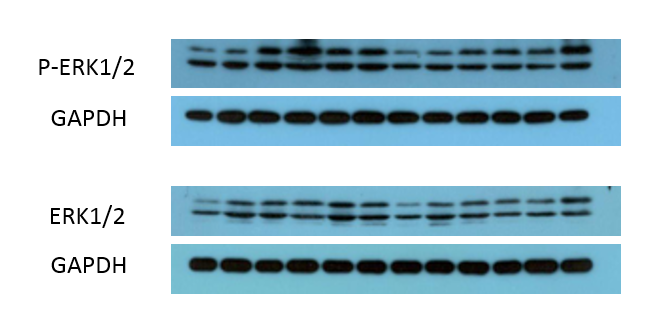 Phospho ERK 1/2 (Y222/205)Mouse Monoclonal Antibody(4G3)