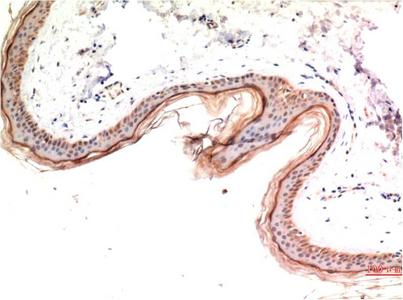 Phospho MLKL (S358) mouse Monoclonal Antibody(6F8)