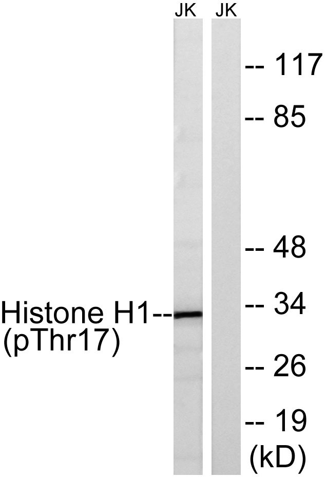Histone H1 (phospho Thr17) Polyclonal Antibody