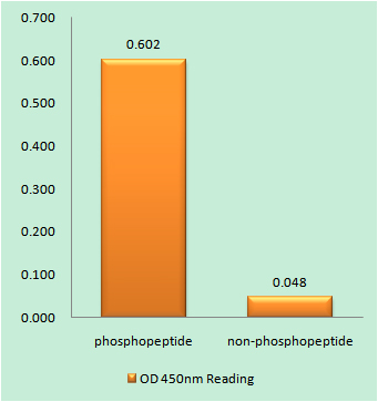 Histone H1 (phospho Thr17) Polyclonal Antibody