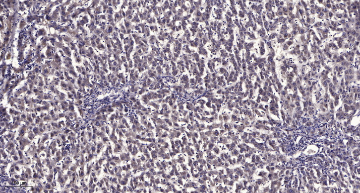 MAP2 (Phospho Thr1616) Polyclonal Antibody