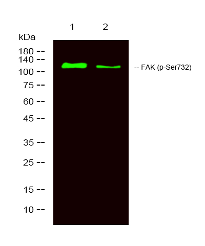 FAK (Phospho Ser732) Polyclonal Antibody