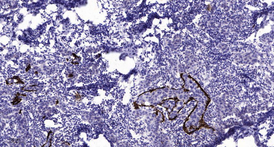 CD130/gp130 (Phospho Ser782) Polyclonal Antibody