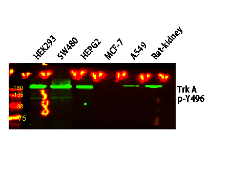 Trk A (Phospho Y496) Antibody