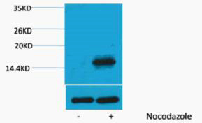 Histone H3 (Phospho Thr6) Polyclonal Antibody