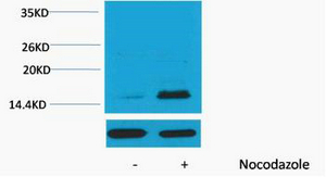 Histone H3 (Phospho Thr32) Polyclonal Antibody