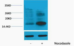 Histone H3 (Phospho Thr118) Polyclonal Antibody
