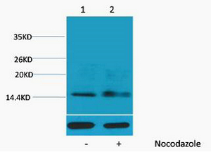 Histone H1 (Phospho Ser1) Polyclonal Antibody