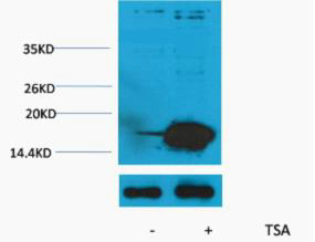 Histone H3 (Acetyl Lys9) Polyclonal Antibody