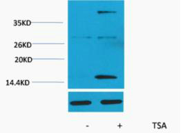 Histone H3 (Acetyl Lys4) Polyclonal Antibody