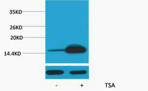Histone H2B (Acetyl Lys12) Polyclonal Antibody