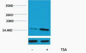 Histone H2A (Acetyl Lys9) Polyclonal Antibody