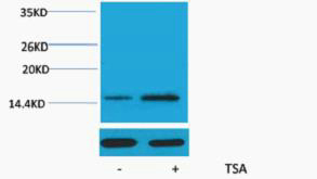 Histone H2A (Acetyl Lys15) Polyclonal Antibody